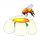 Bee harvesting pollen, decals stickers