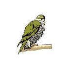 Hawk on a branch, decals stickers
