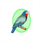 Parrot on a twig, decals stickers