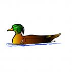 Duck swimming, decals stickers