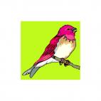 Redhead bird, decals stickers