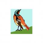 Redstart, decals stickers