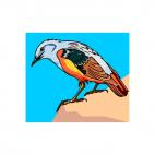 Rock Thrush, decals stickers