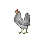 Grey rooster, decals stickers