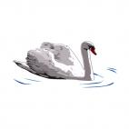 Swan swimming, decals stickers