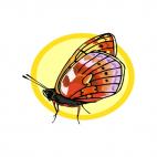 Butterfly, decals stickers