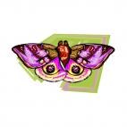 Moth, decals stickers