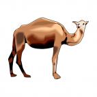 Camel, decals stickers