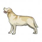 Golden retriever, decals stickers