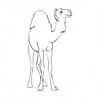 Camel, decals stickers