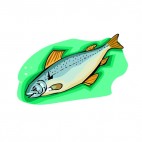Trout, decals stickers
