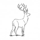 Deer with big tusks, decals stickers