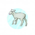 White lamb with red muzzle, decals stickers
